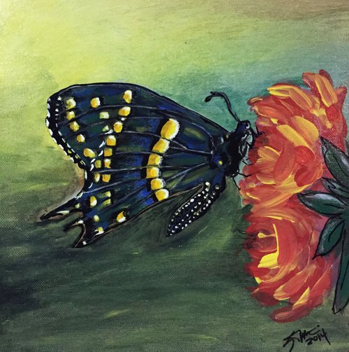 Black Swallowtail Butterfly by Carolyn Shoemaker (Soma)