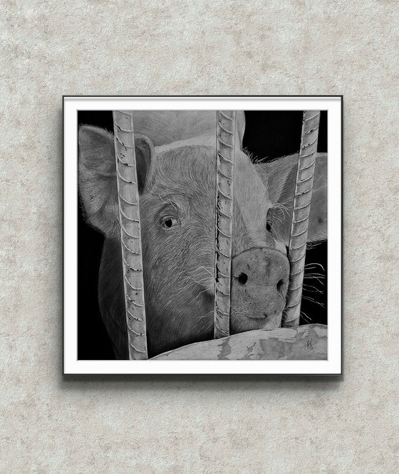 "Nosey"