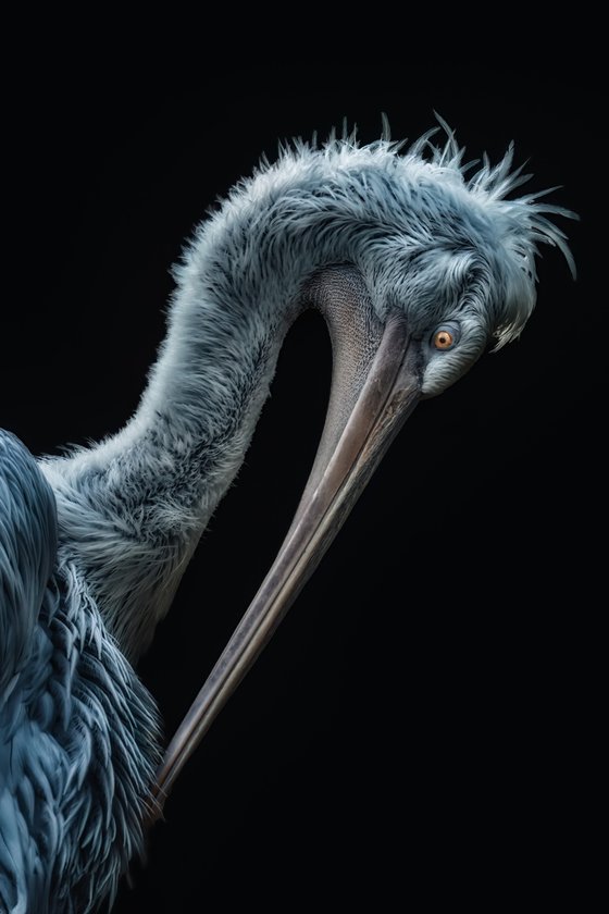 Bending Dalmatian Pelican