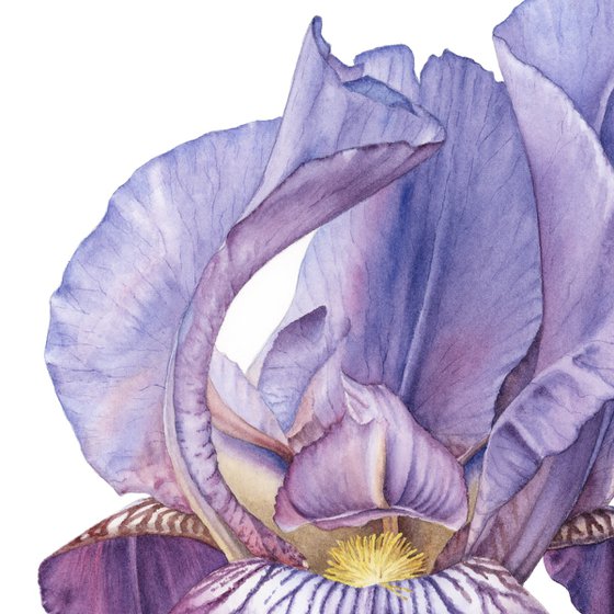 Blue Iris