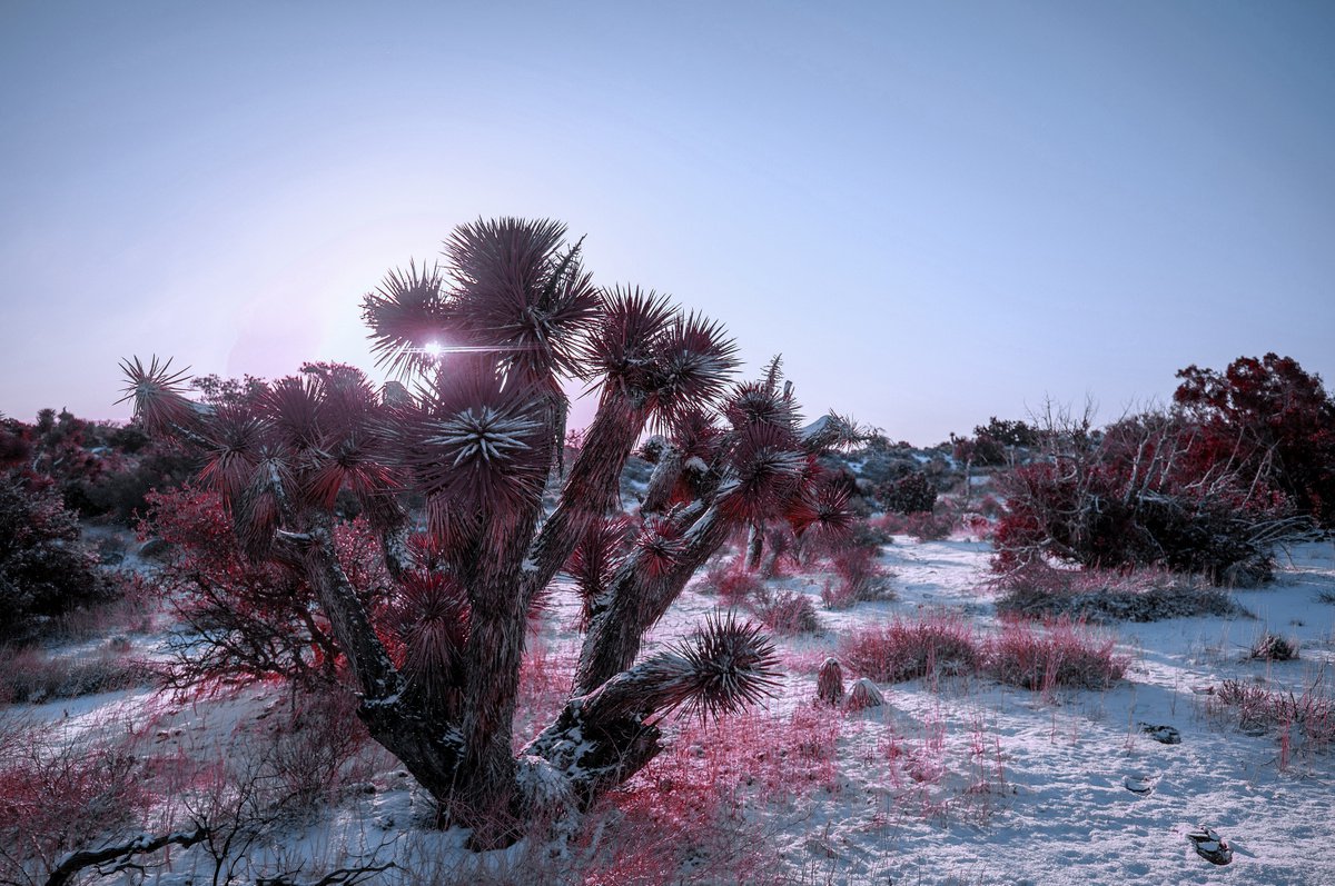 Winter Sunrise in the Mojave after a snow storm by Mark Hannah