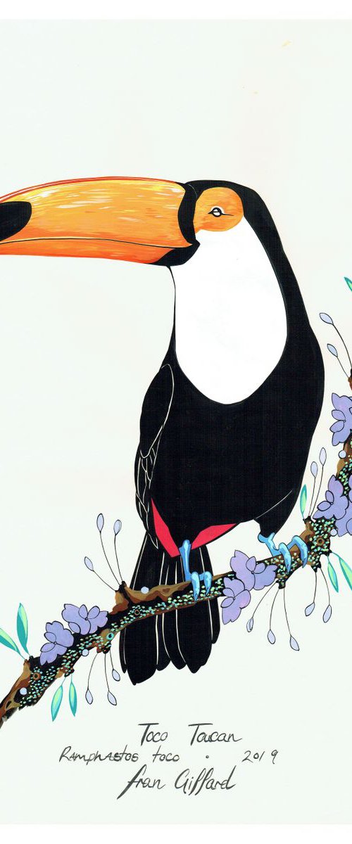 After Audubon . Toco Toucan by Fran Giffard