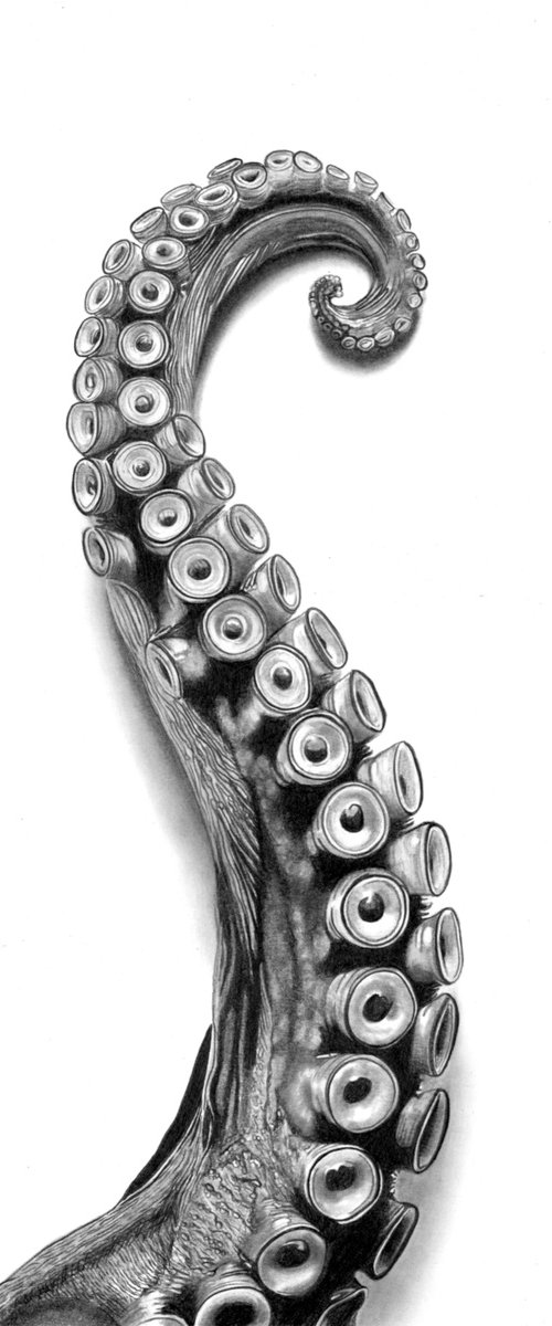 Octopus Arm by Paul Stowe