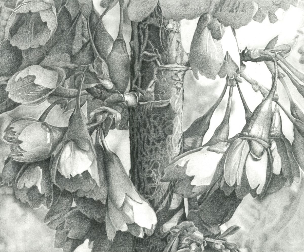 Photorealistic Botanical Pencil Drawing By Nives Palmic, 22 X 18", Rosaceae, Original Artwork