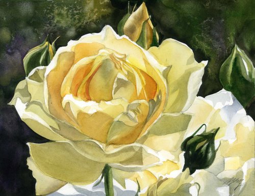 yellow rose by Alfred  Ng