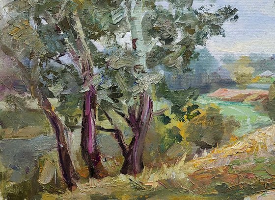 Silver poplars