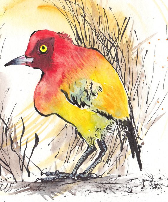 Flame Bower Bird - Daily Bird #33