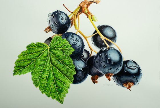 Ribes Nigrum