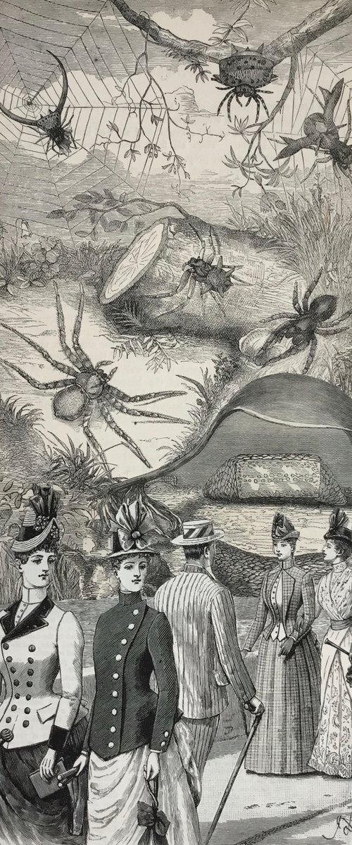 Spider Zoo by Tudor Evans