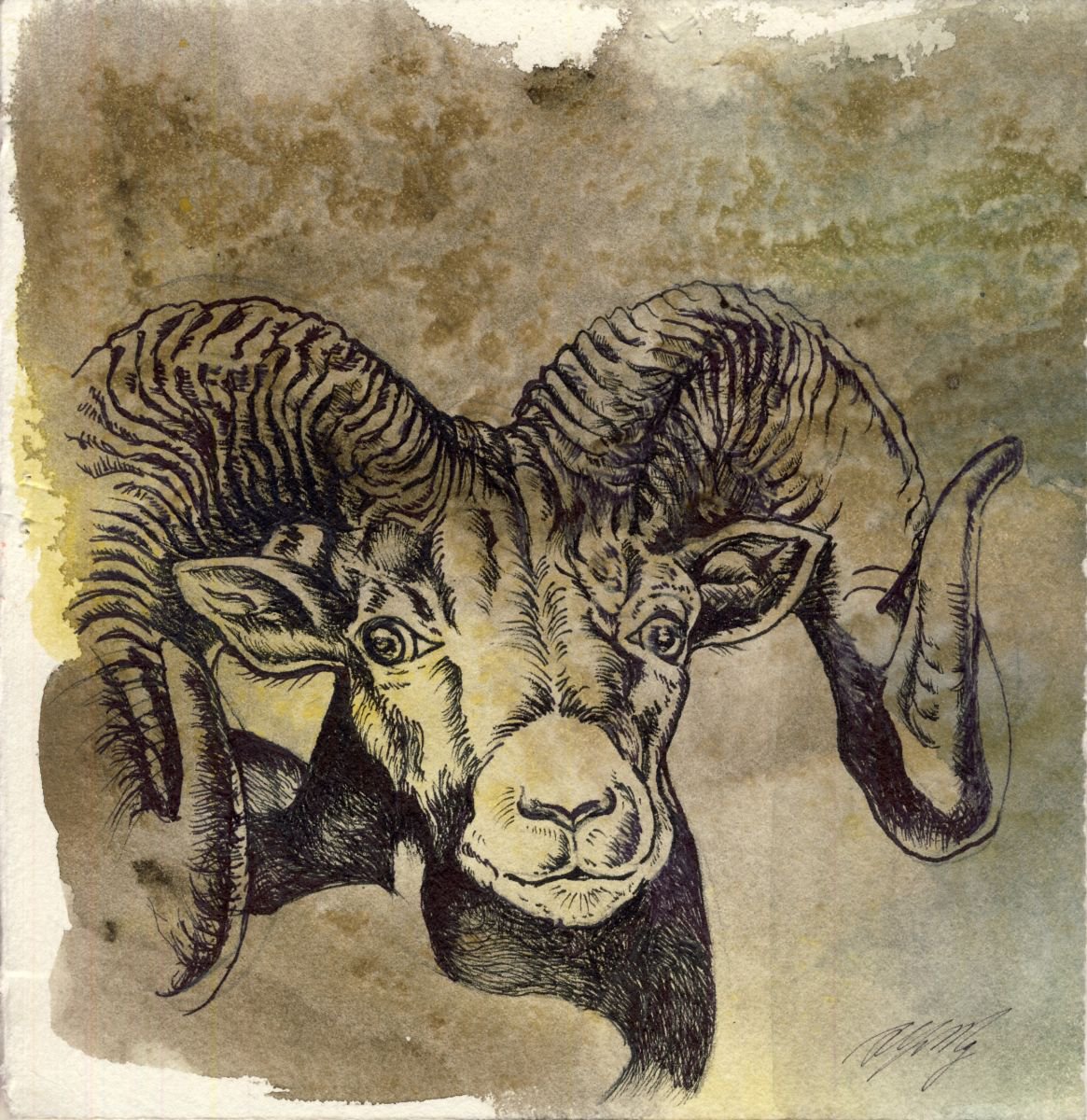 Photorealistic Animal Ink Drawing By Alfred Ng, 8 X 8, The Year Of The Ram, Original Artwork