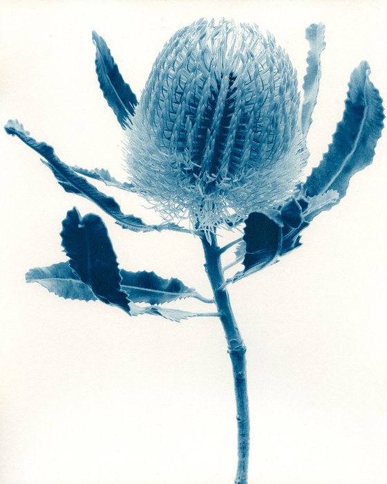 Red and Yellow Banksia menziesii - Cyanotype