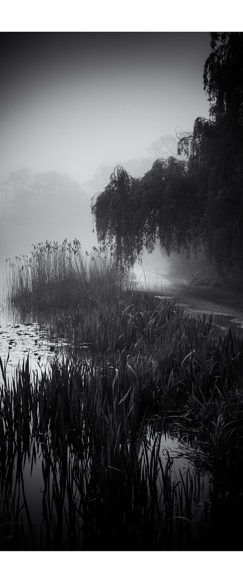 Willow Path by David Baker