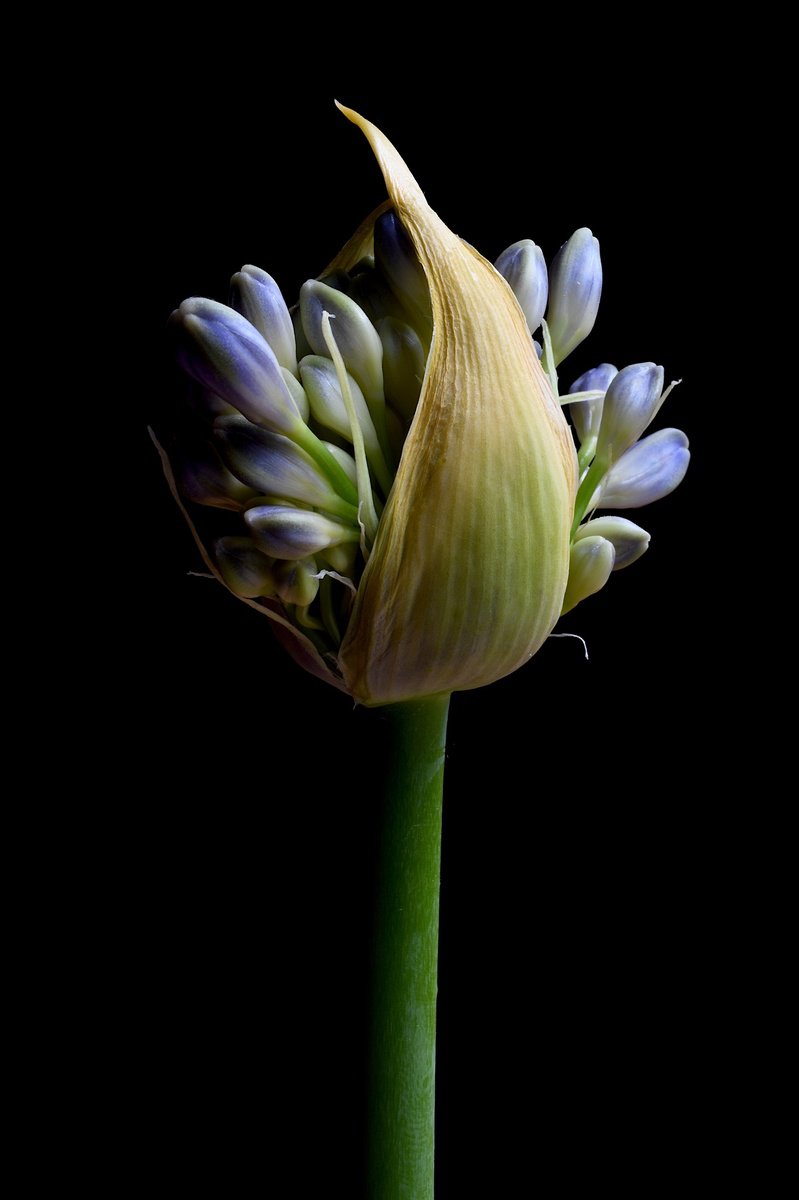 Photorealistic Photograph , Flowering Agapanthus By Nadia Culph, 24 X 35, Artwork For Sale On Artfinder