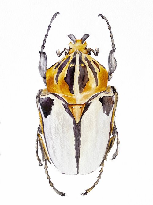 Goliathus Cacicus, beetle in the sun's rays in bright yellow, orange, black colour by Tetiana Savchenko