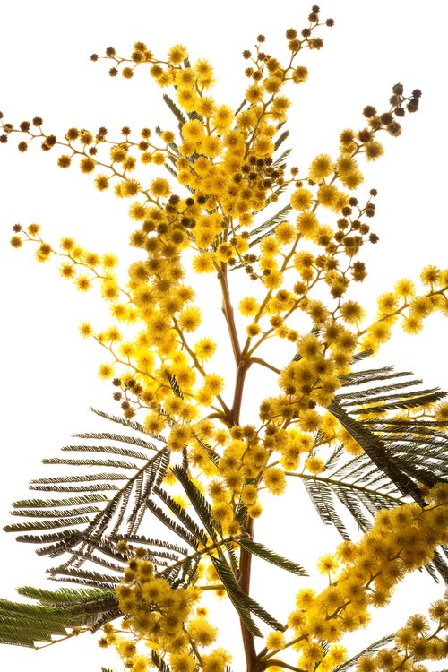 Mimosa fine art print by Kate Kuzminova