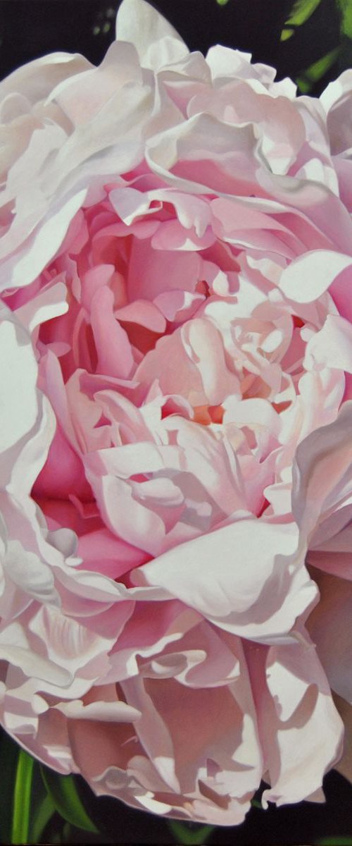 White peony by Valeri Tsvetkov