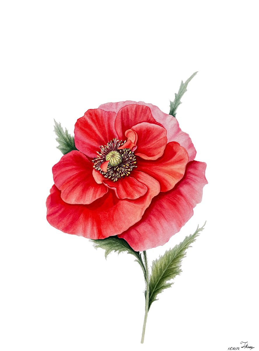 Illustrative Botanical Watercolour By Tetiana Kovalova, 9 X 12", Eloquent Scarlet Poppy, Original Artwork