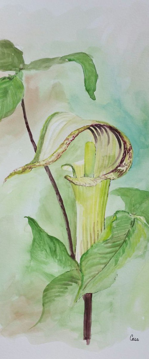 Jack-In-The-Pulpit by Katrina Case