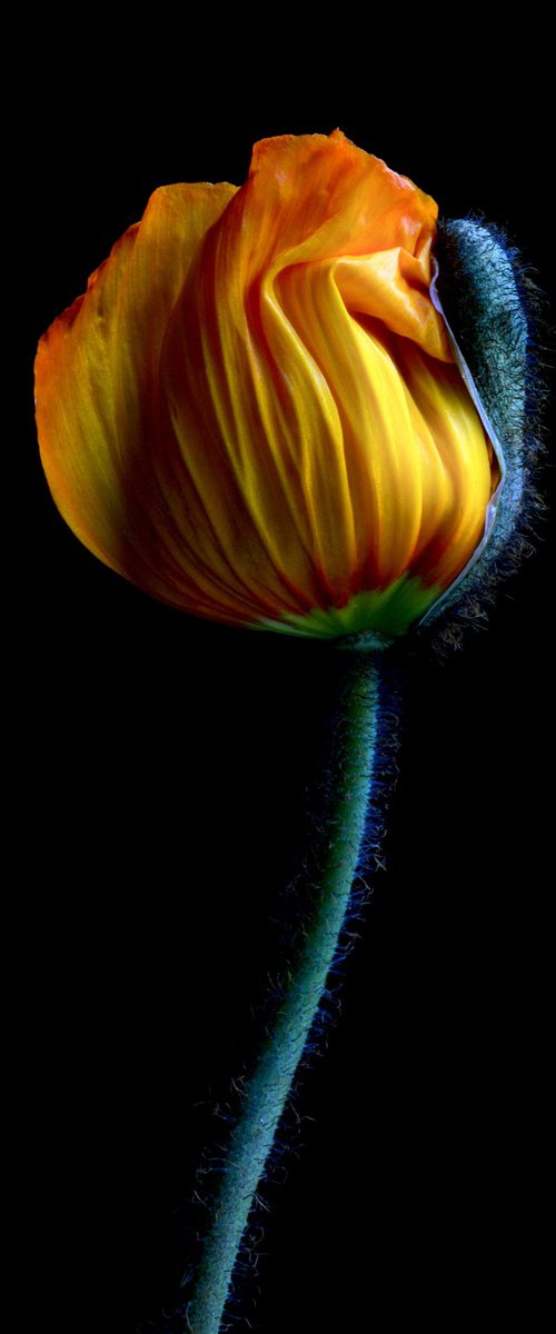 Yellow Poppy Bud by Nadia Culph
