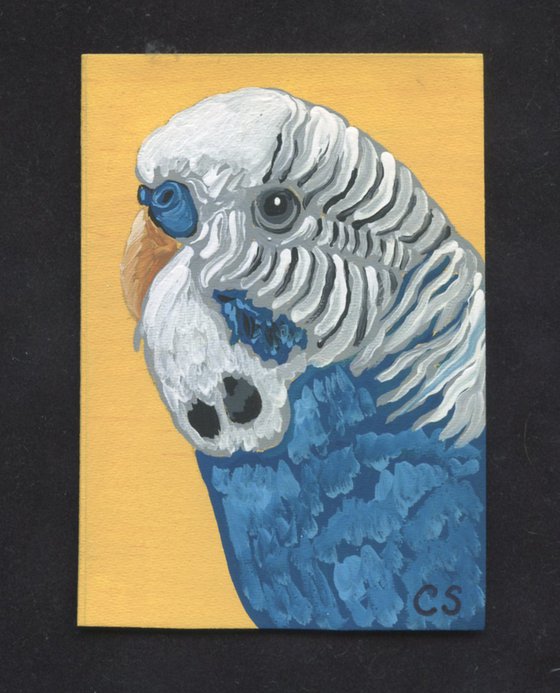 ACEO ATC Original Miniature Painting Blue Budgie Parakeet Parrot Pet Bird Art-Carla Smale