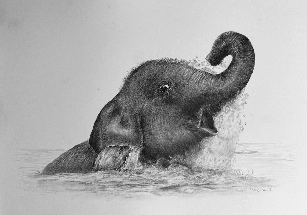 Elephant in water Pencil drawing by Maxine Taylor | Artfinder