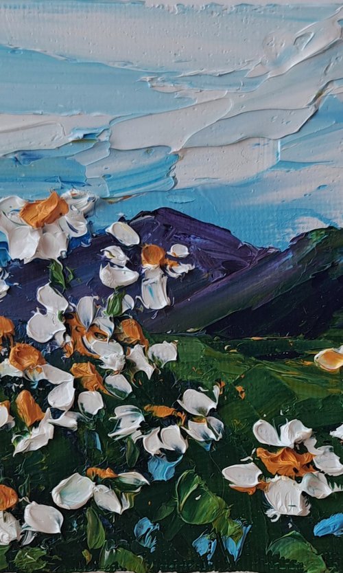 Daisies in the mountains by Oksana Fedorova