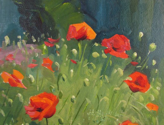 Poppies