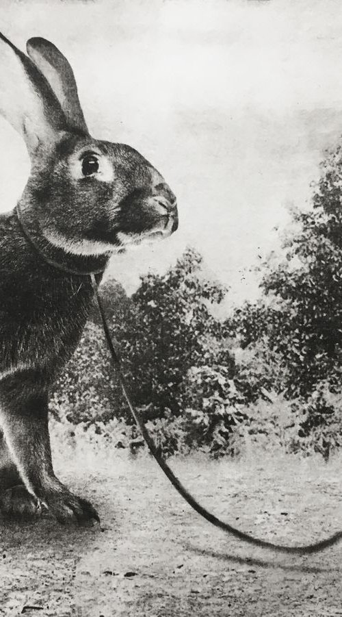 Exterior No. 4: Her Hare by Jaco Putker