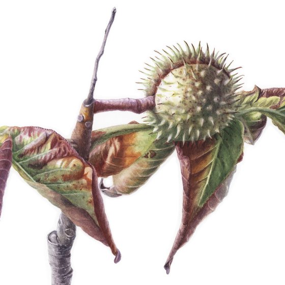 Flying Chestnut Bat