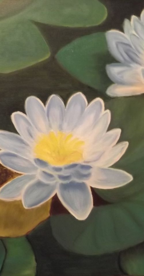 Water lilies by Timea  Valsami