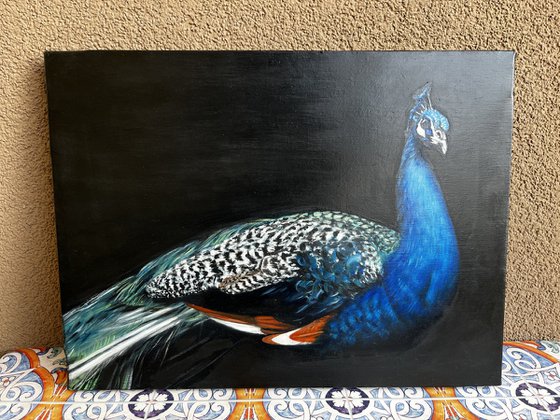 Midnight Azure: The Majestic Peacock
