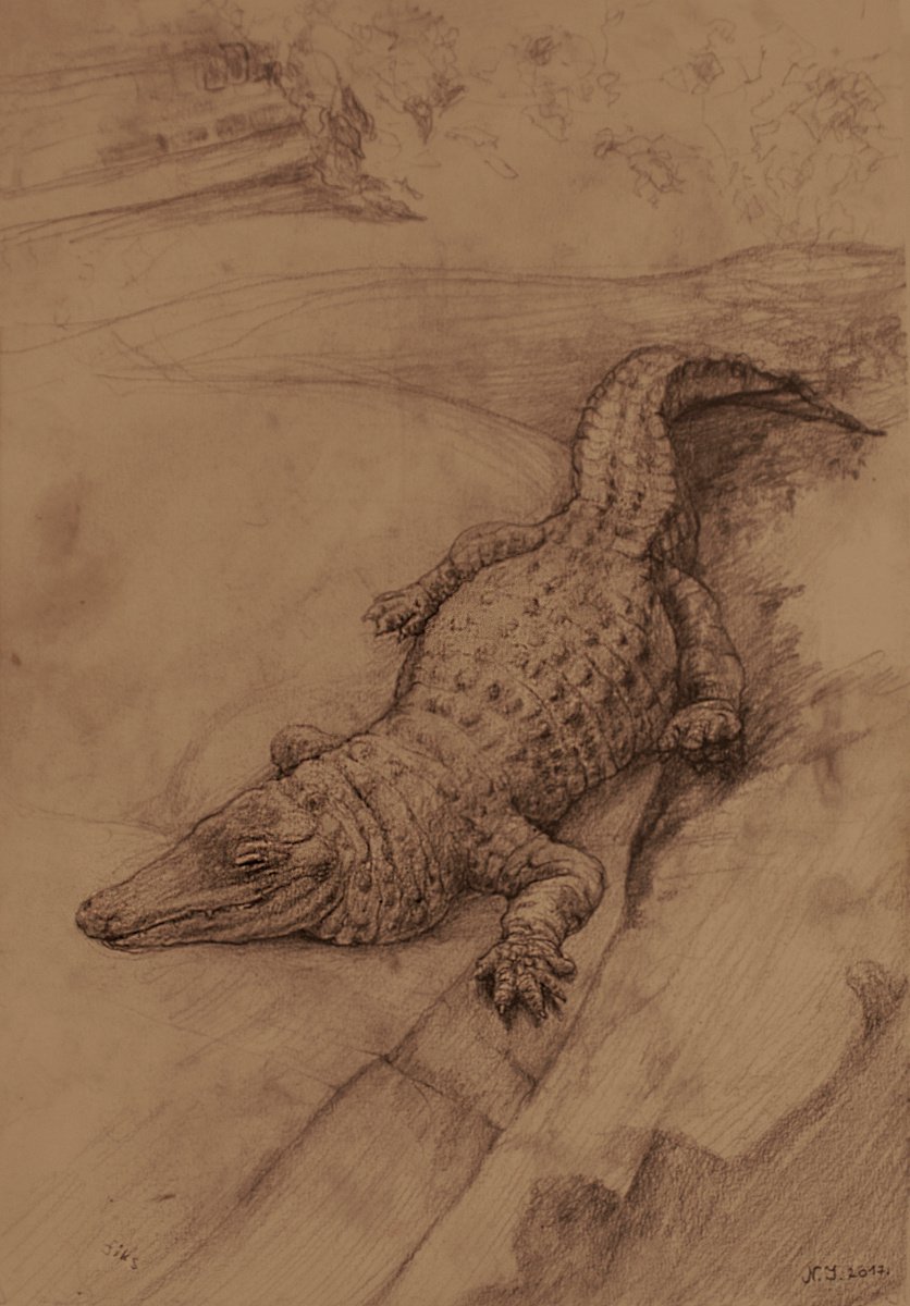 Photorealistic Animal Pencil Drawing By Nikola Ivanovic, 11 X 17", Muja The Aligator, Original Artwork