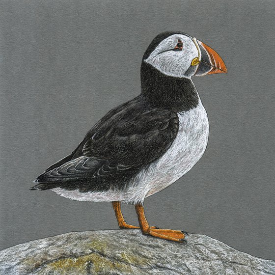 Original pastel drawing bird "Atlantic puffin"