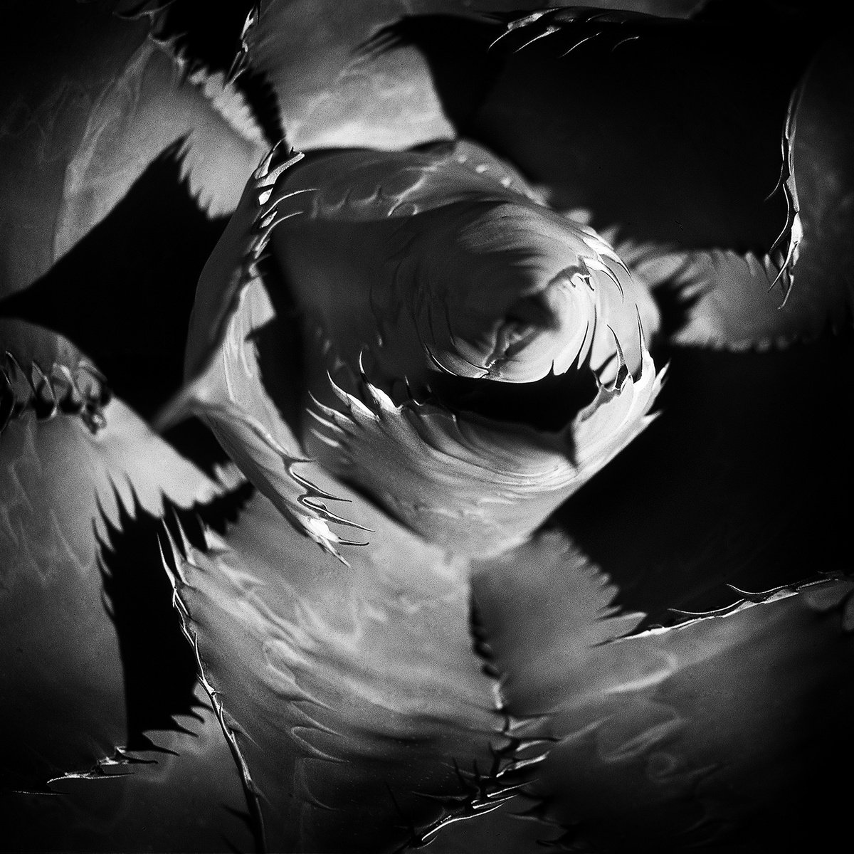 Photorealistic Botanical Photograph By Heike Bohnstengel, 16 X 16, Agave, Baja California #2, Original Artwork