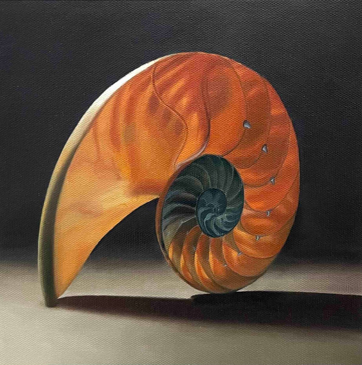 Photorealistic Still Life Oil Painting By Qi Han, 13 X 13", Harmony Of The Nautilus, Original Artwork