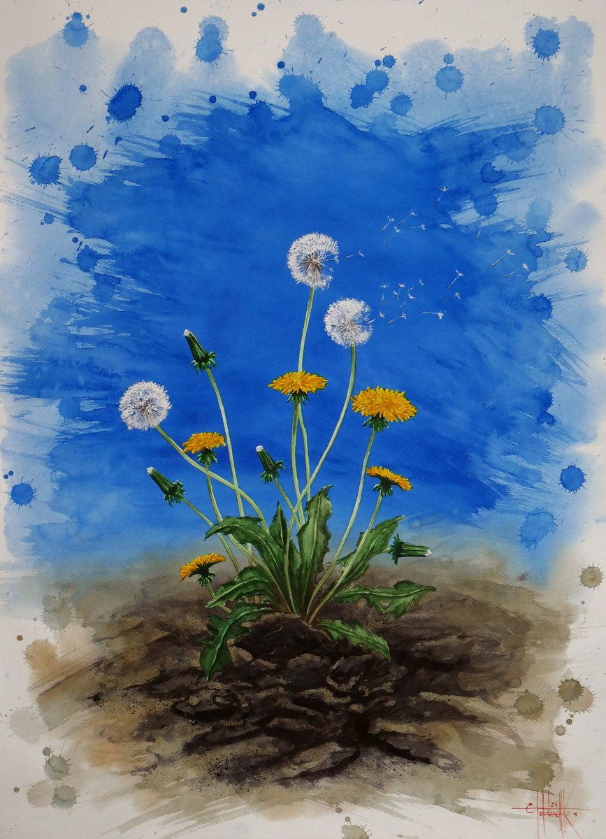 Illustrative Botanical Watercolour By Eugene Gorbachenko, 22 X 30, Dandelions, Original Artwork