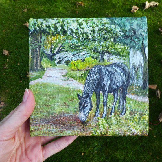 New Forest Pony, Bolderwood