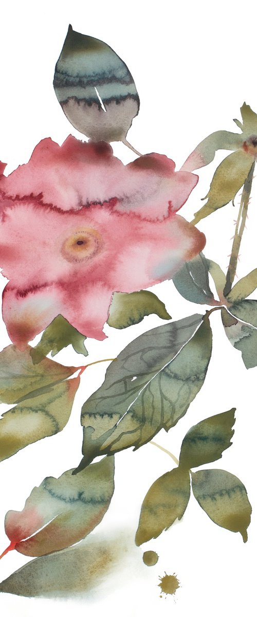 Rose Study No. 88 by Elizabeth Becker