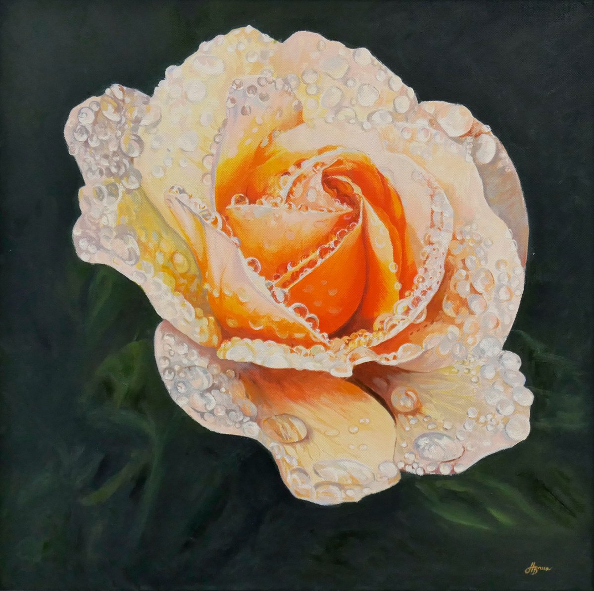 Photorealistic Botanical Oil Painting By Hannah Bruce, 26 X 26, Rose Water Droplets, Original Artwork