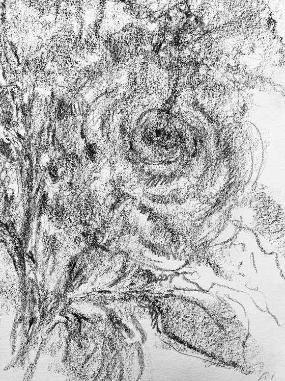 Roses #8 2020. Original charcoal drawing