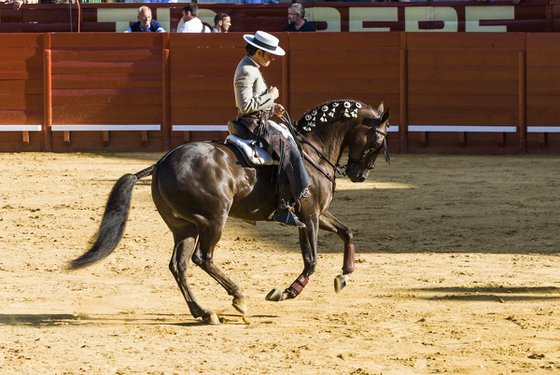 SPANISH HORSEMAN