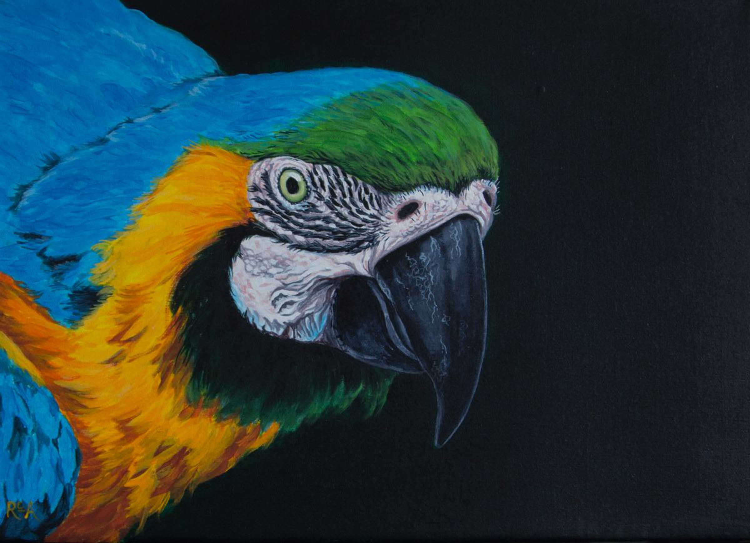 Blue Macaw Acrylic Painting By Ruth Archer Artfinder