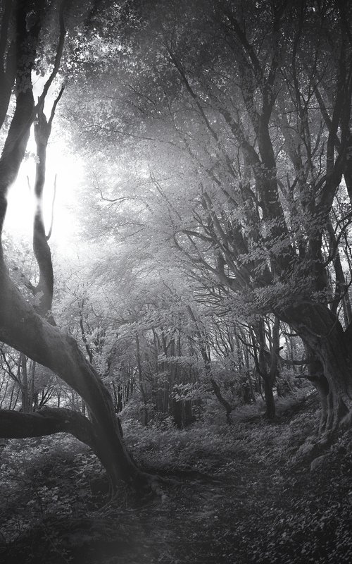 Infrared Sunburst by Paul Nash