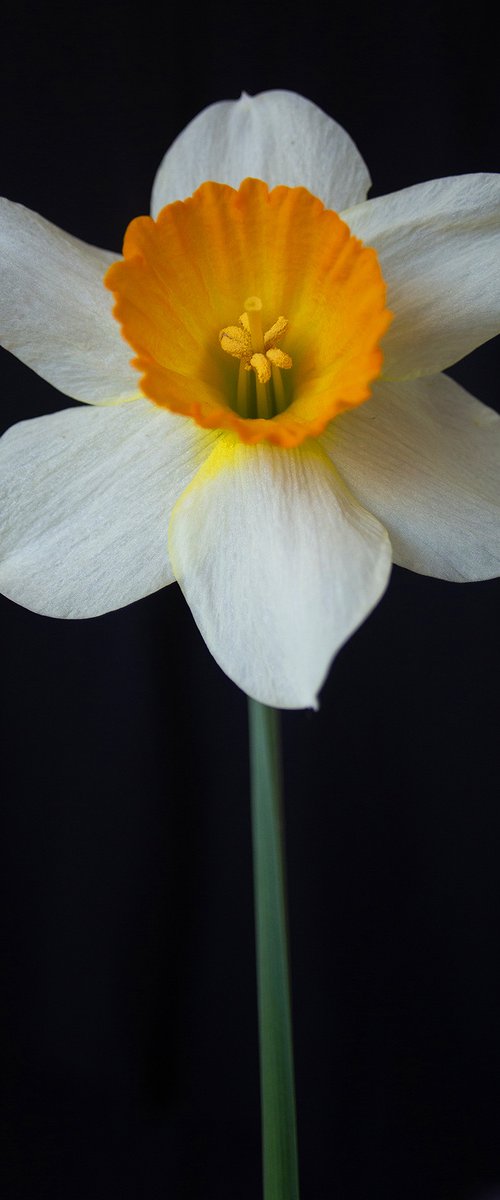 White Daffodil by MICHAEL FILONOW
