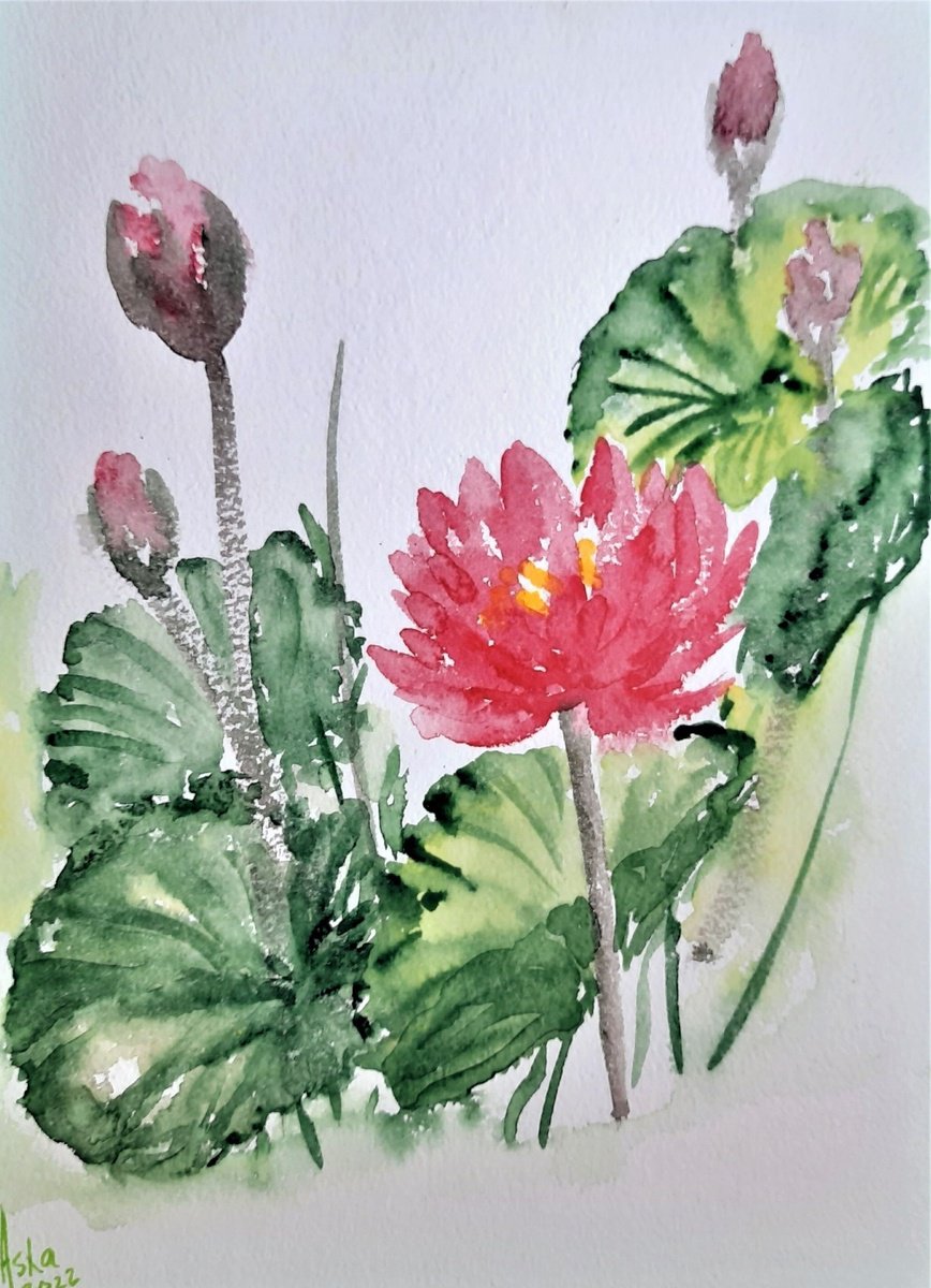 Lotus and Lotus buds - Water Lilies on paper 11.25x 8.25 by Asha Shenoy