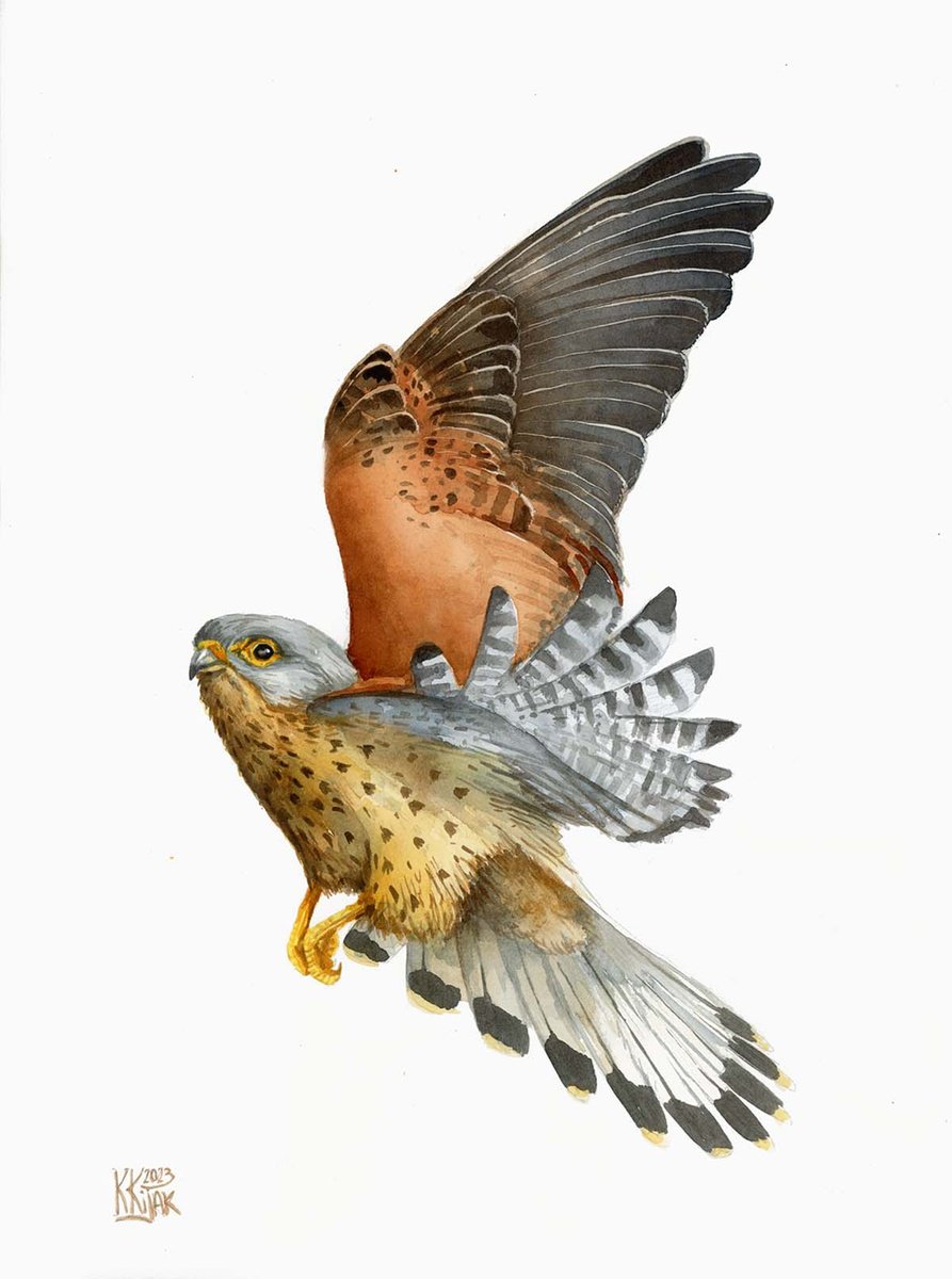 Common kestrel by Karolina Kijak