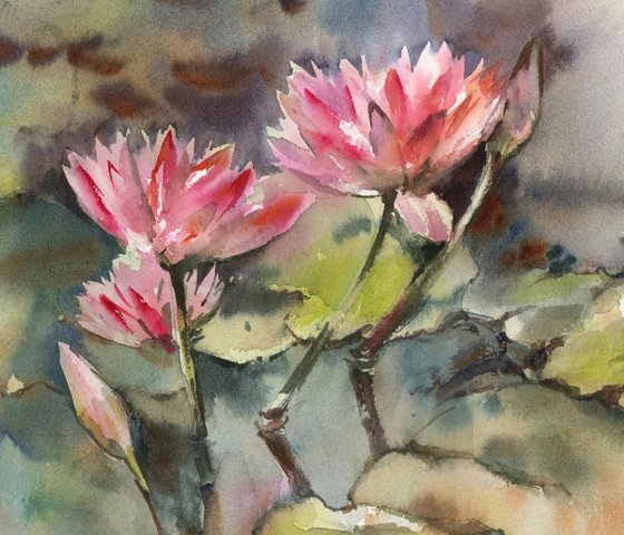 Water Lilies
