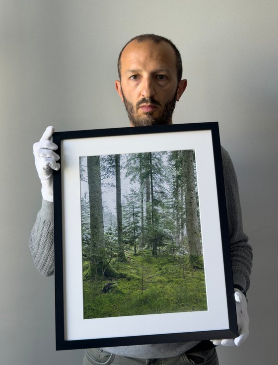 THE FOREST