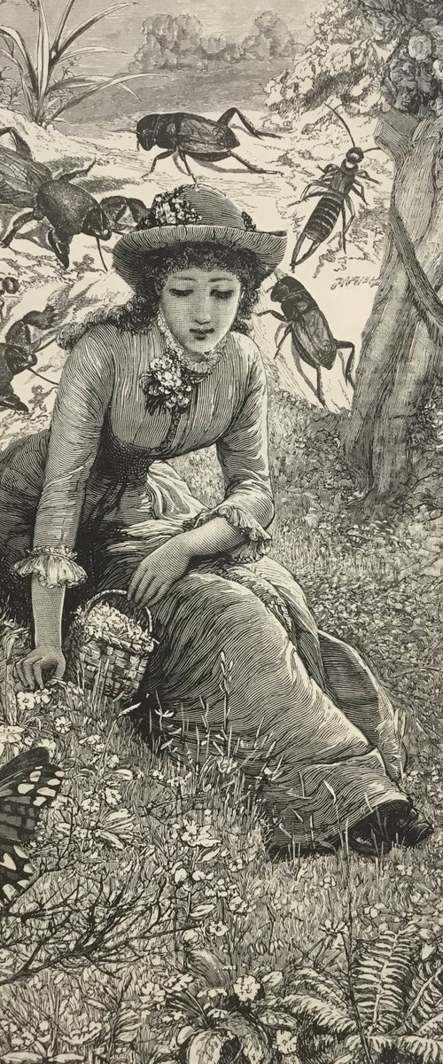 On Beetle Hill by Tudor Evans
