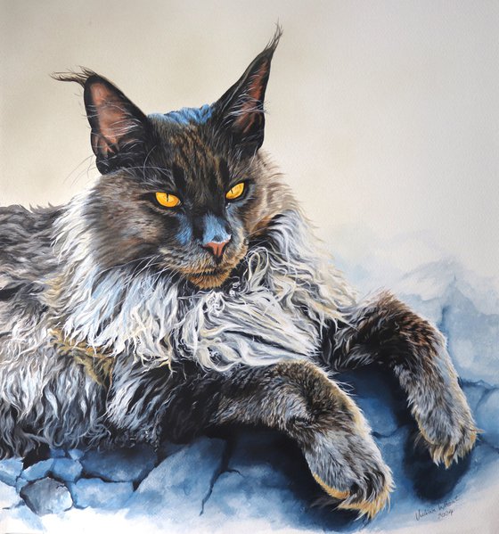 Maine Coon Ruff cat